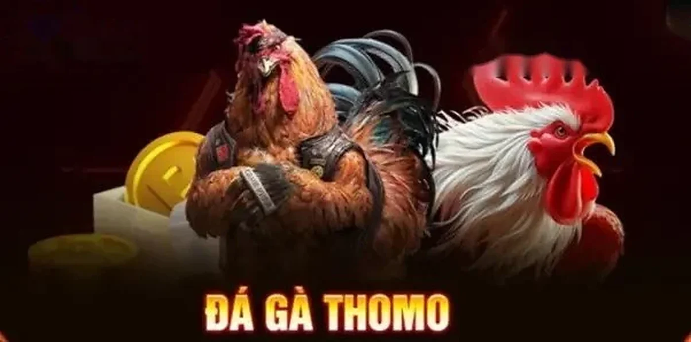 8xbet wala – Đá Gà Thomo 8xbet Có Gì Đặc Biệt So Với Các Tr | vaosc88 wala Đá Gà Thomo 8xbet Có Gì Đặc Biệt So Với Các Trường Gà Khác | 8xbet wala | vaosc88 wala